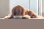 How Fresh Meals for Dogs can Help with Digestive Issues