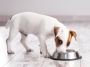 Why Fresh Dog Food is the Best Choice for Your Pup’s Health