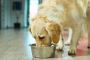 What Is Dog Healthy Food and Why It Matters What Is Dog Healthy Food and Why It Matters