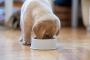 Best Dog Food for Dogs Like Labradors, German Shepherds