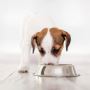 Why More Pet Parents Are Choosing Fresh Food for Dogs 