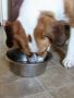 Why Fresh Meals Are Considered the Best Dog Food for Dogs