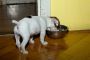 Is It Worth Buying Dog Healthy Food in 2025