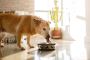 Best Dog Food for Dogs with Allergies or Sensitive Stomach