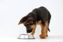 Budget-Friendly and Healthy: The Best Dog Food in India