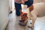 I Used to Worry—Then I Found Fresh Food for Dogs