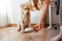 Best Dog Food in India for Puppies, Adults, and Senior Dogs