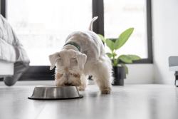 How Much Fresh Food Should I Feed My Dog
