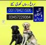 Army dog center 03457229364