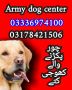 Army dog center balochistan 03336974100 Army dog center balochistan 03336974100