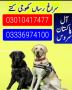 Army dog center 03010417477 Army dog center 03010417477
