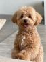 Maltipoo puppy dog for sale/Adoption. 