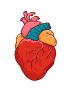 Expert Heart Specialists & Surgeons for Advanced Care