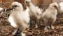 Hobby Farms | Livestock, Gardening & Homesteading