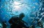 PADI IDC Malta