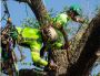 Affordable Tree Trimming and Pruning Services Affordable Tree Trimming and Pruning Services
