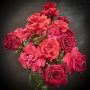Cut flowers in Sydney from Susan Avery