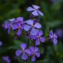 Susan Avery: Your Trusted Florist in Sydney
