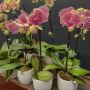 Discover the timeless beauty of orchids at Susan Avery