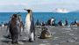 Book your trip for antarctica 