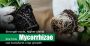 Peptech biosciences Mycorrhiza: The growth Partner Peptech biosciences Mycorrhiza: The growth Partner