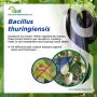 How Peptech Biosciences' Bt protect from Lepidopteran pests?
