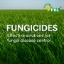 Best Fungicides for Crops – Protect Plants from Fungal Disea