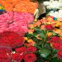 Talbot Flowers Too
