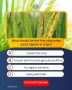 Eco-Friendly Agrochemical Formulations by NACL Industries