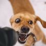 Dog Bite Attorney in Long Beach