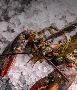 Get Fresh Lobster Meat for Your Next Gourmet Meal