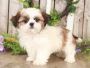 Buy shih tzu in arkansas