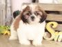 Buy Shih Tzu in California