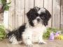 Buy shih tzu in florida