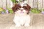 Buy shih tzu in ohio