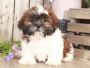 Buy Shih Tzu in Georgia