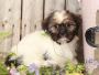 Buy shih tzu in Tennesse