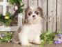 Buy shih tzu in Dallas