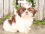 Buy teacup Shih Tzu