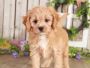 Buy cavapoo puppy near me