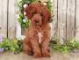 Buy Cavapoo puppies in Alabama