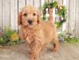 Buy goldendoodle puppies nc