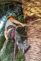 In Sydney palm trees pruning by Tony Saunders