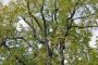 Fast & Friendly Tree Services Near Me