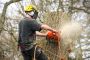 When To Say Goodbye To Trees: Signs It's Time For Tree Remov When To Say Goodbye To Trees: Signs It's Time For Tree Remov