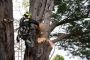 Expert Tree Removal by Tree Essence – Gold Coast