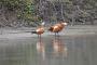 Best Bird Watching Places in Assam, Bird Watching Tour