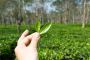 Best Tea EstatesTour in Assam