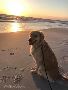 Golden Retriever Nashville:Champion-bred Loyal Friends