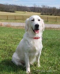 English Cream Golden Retrievers Puppies